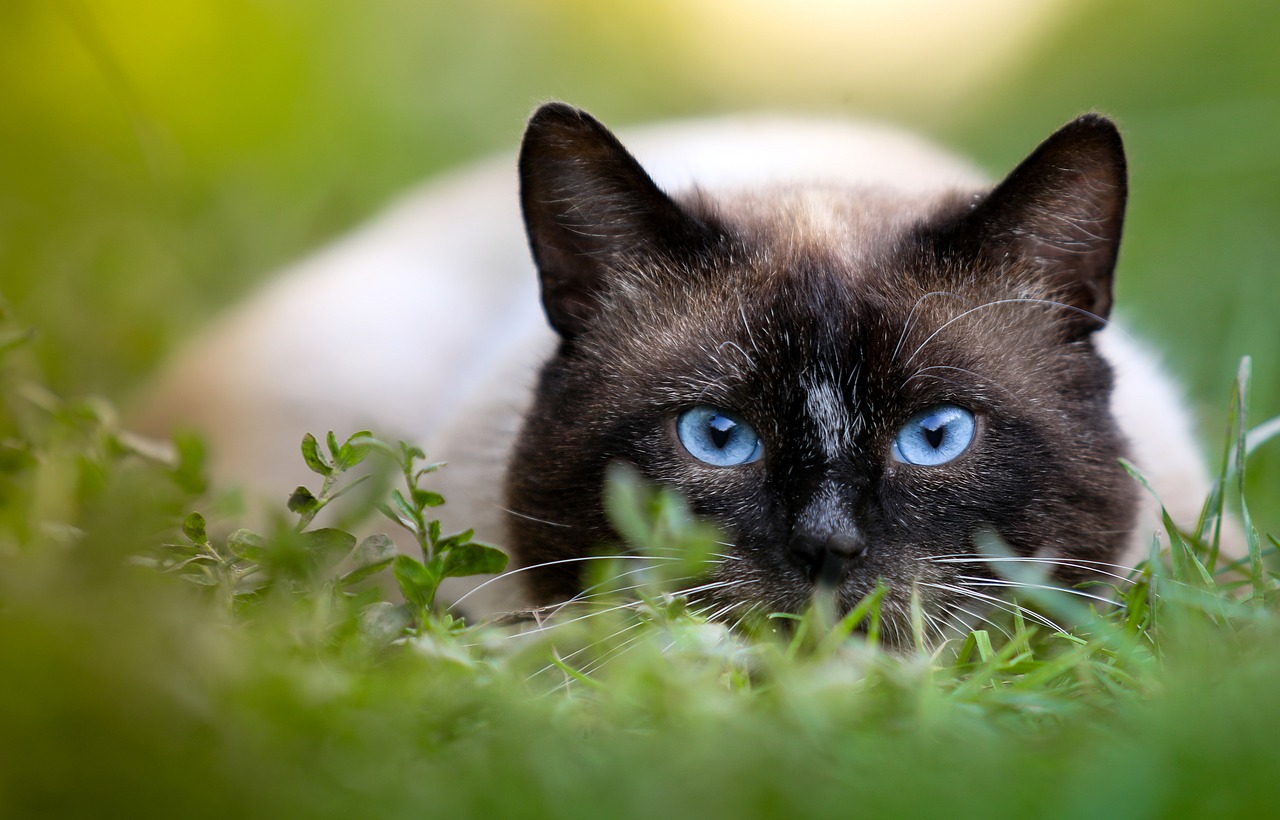 Kot syjamski opis rasy. Żywiołowe i niezwykle piękne koty syjamskie