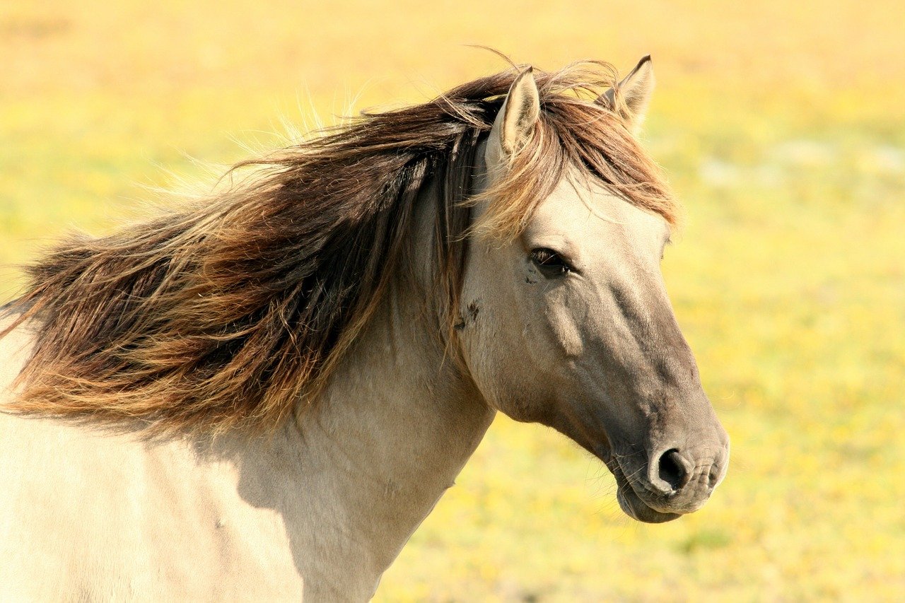 10 najdroższych koni na świecie
