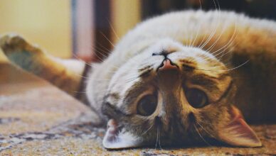Playful Cat lying on a Carpet