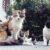 Koty detektywi: niezwykłe historie o kotach odkrywających zagadki