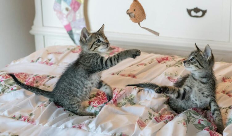 Tabby Kittens on Floral Comforter