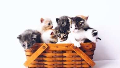 kittens in basket