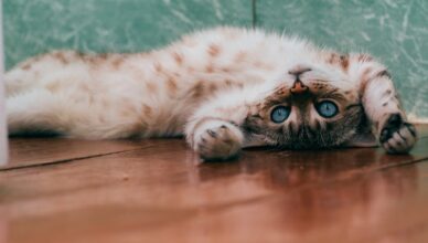 white and brown cat lying on brown wooden floor