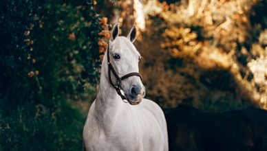 white horse standing near plant