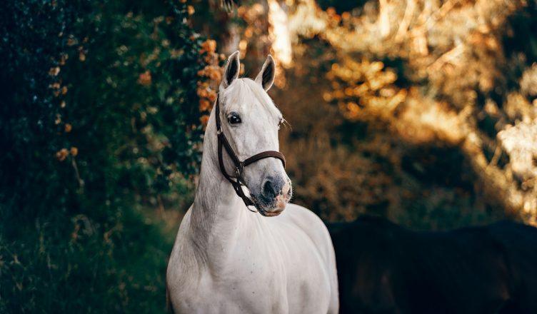 white horse standing near plant