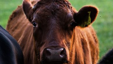 selective focus photograph of brown cow