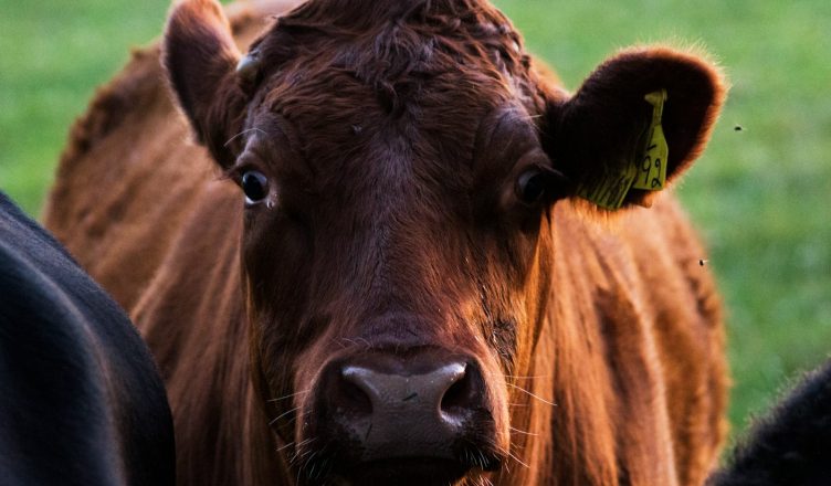 selective focus photograph of brown cow