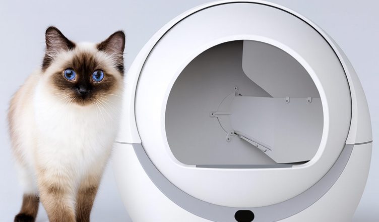 Kot birmański stoi obok kuwety samoczyszczącej