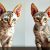 Devon Rex czy Cornish Rex: różnice w budowie, sierści i wymaganiach pielęgnacyjnych