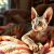 Cornish rex: charakter, wymagania i kluczowe kwestie zdrowotne