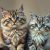 Maine Coon czy Ragdoll: porównanie charakteru, aktywności, pielęgnacji i zdrowia